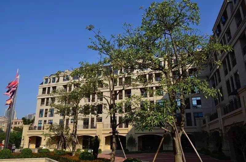 深圳市坪山区弘金地学校 - 图片 5